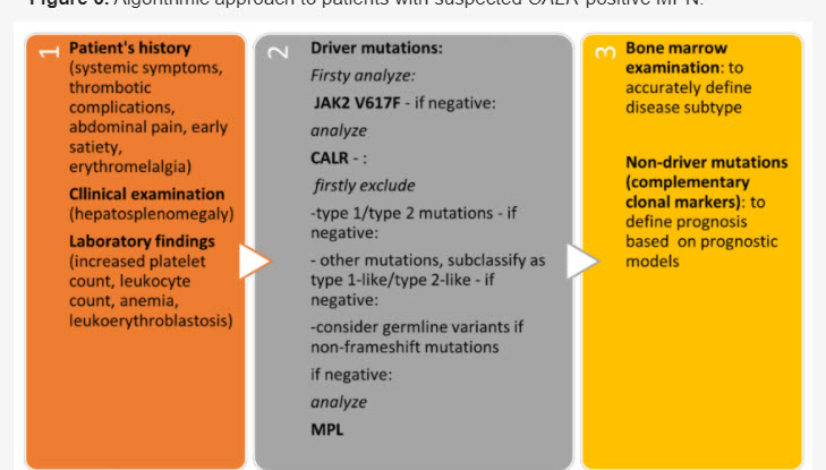 Algorithmic-approach-to-patients-with-suspected-CALR-positive-MPN