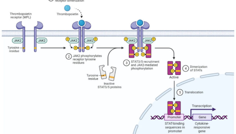 The-JAK-STAT-signaling-pathway-in-MPN