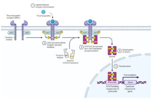 JAK-STAT signaling pathway in MPN