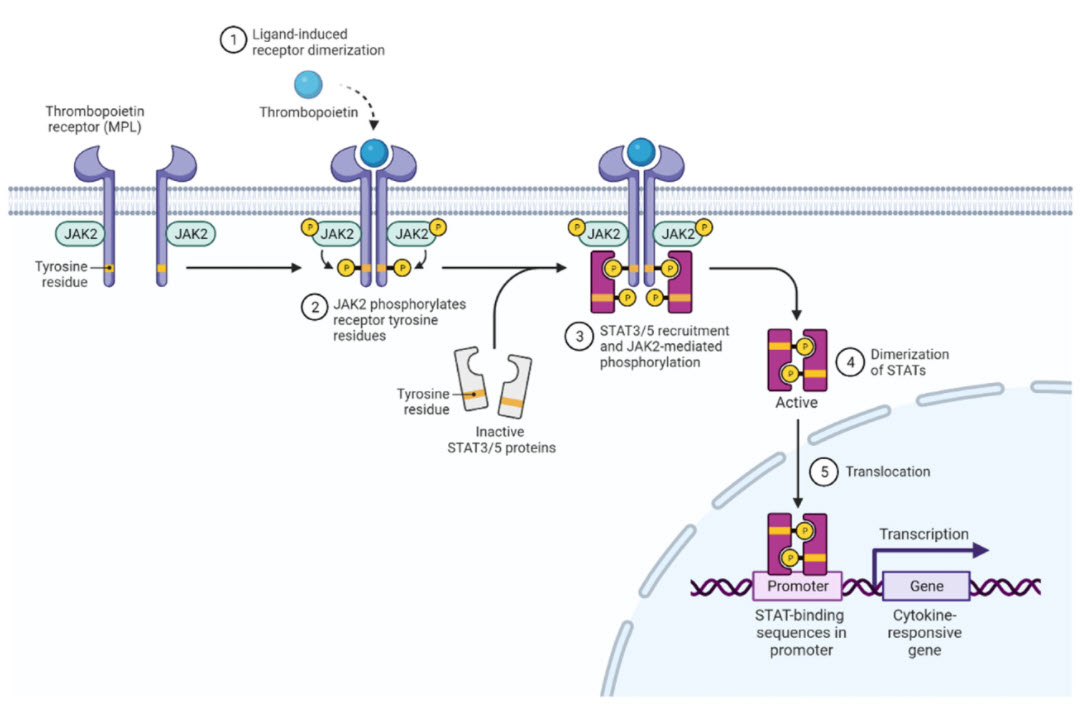 The-JAK-STAT-signaling-pathway-in-MPN